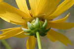 Lance coreopsis